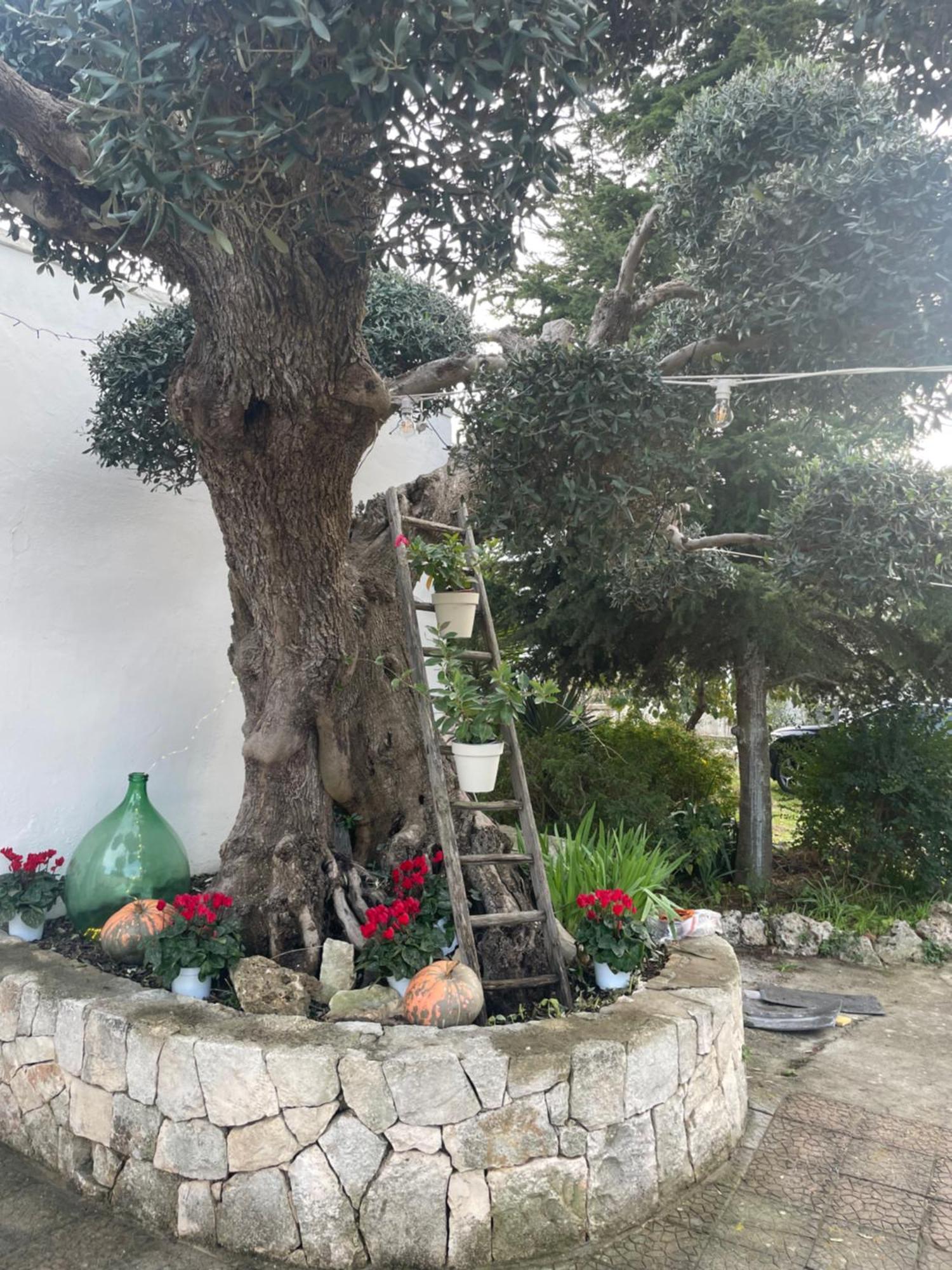 Willa Il Trullo Di Nonno Licchio Alberobello Zewnętrze zdjęcie
